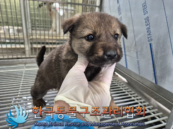 한국동물구조관리협회_441560202500219